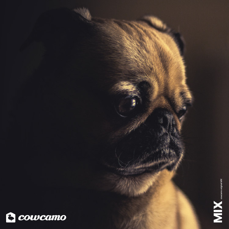 cowcamo MIX: もしあなたが犬だったら のカバー画像