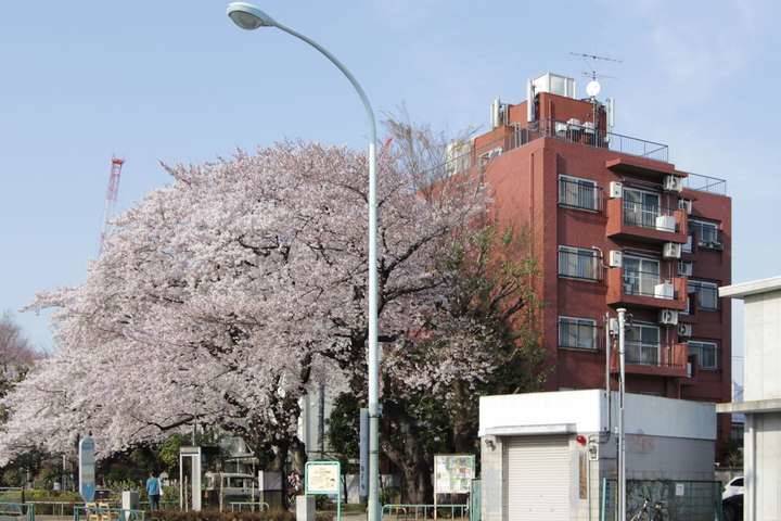 大きな桜の木の横で