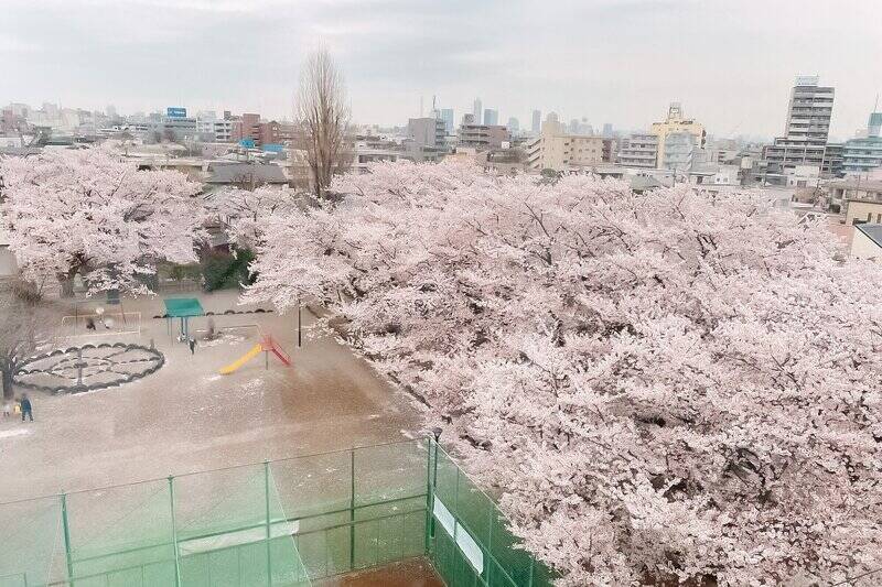 売主さまからいただいた桜シーズンの写真がこちら。これは見応えがありますね……！