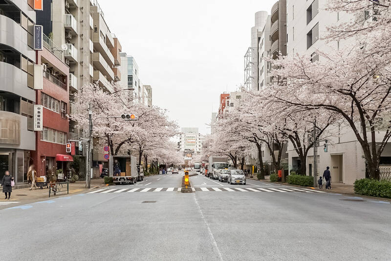 「恵比寿」駅からは桜並木が続く明治通りを渡るルート。マンションは通りから一本入った場所に立地しています。