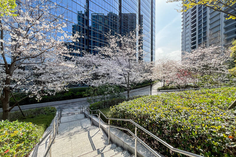 ビルの公開空地は、取材時に桜の見頃を迎えていました。駅までの道中は華やかです。