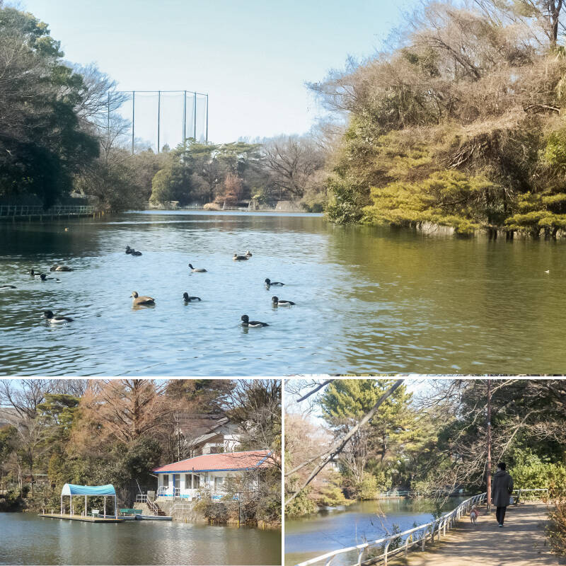 このエリアは緑が多くのんびりとした雰囲気が魅力です。天気の良い日は近所の「武蔵関公園」でお散歩なんていかがでしょう（自転車で約6分 1.4km）。