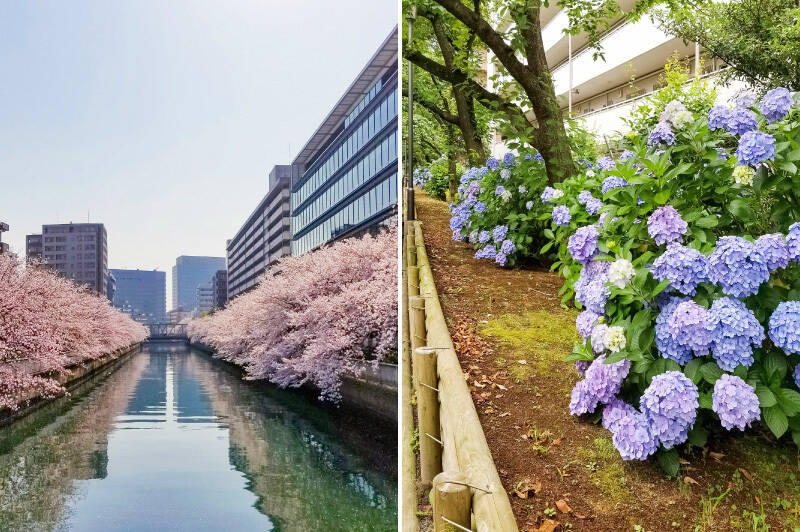 ご紹介するマンションの目の前を流れる「大横川」。春には桜並木、いまの時期なら紫陽花と、四季折々が感じられる環境です。