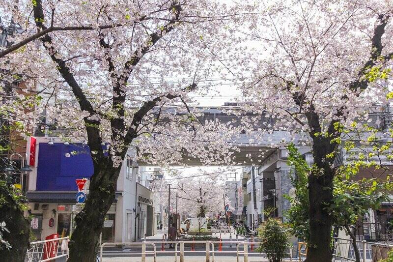 最寄り駅は東急東横線「都立大学」の道のりで、緩やかな坂道を歩くこと７分の距離。各駅停車駅ならではのホッとする空気感が魅力の街で、駅の近くの「呑川緑道」は桜の名所なのです。春の画像をどうぞ！