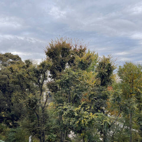 志村坂上見次公園マンションの室内写真