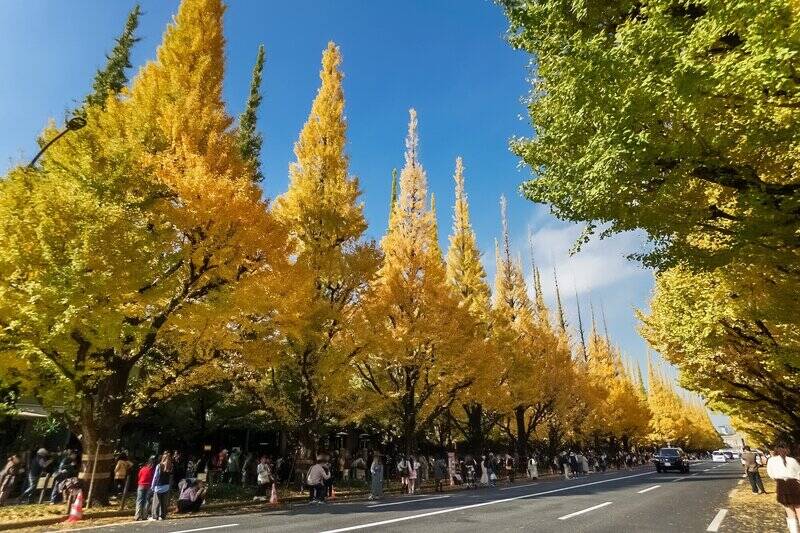 足をのばして、エリア名物・神宮外苑の黄金色に色付いた銀杏並木にうっとり（徒歩15分）。青山や赤坂というと、何よりまず「おしゃれ、高級」次いで「どこへ行くにもアクセス良好」と推したくなりますが、今回声を大にしてお伝えしたいのは「季節感が豊か」という魅力です。