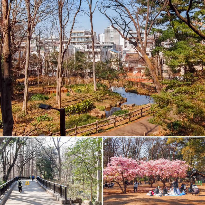 12万㎡もの広さを誇る「林試の森公園」は約45分間で一周できて愛犬とのお散歩コースにぴったり。園内にはせせらぎが流れ、子ども向けの遊具も充実。桜も種類豊富に植わっています。（徒歩１分）