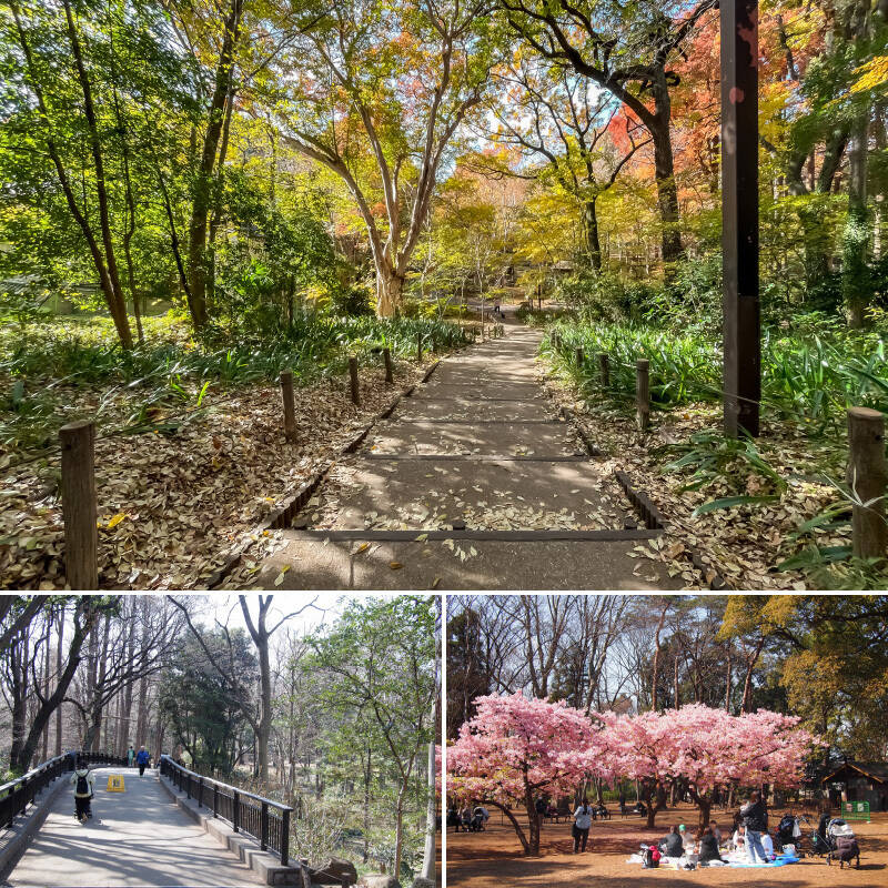  12万㎡もの広さを誇る「林試の森公園」は約45分間で一周できて愛犬とのお散歩コースにぴったり。園内にはせせらぎが流れ、子ども向けの遊具も充実。桜も種類豊富に植わっています。（徒歩１分）