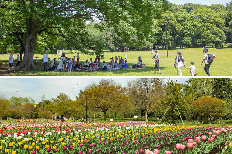 マンションの南には「砧公園」（写真上・徒歩29分）、北には「蘆花恒春園」（写真下・徒歩15分）。自転車があればすぐに行ける距離です。