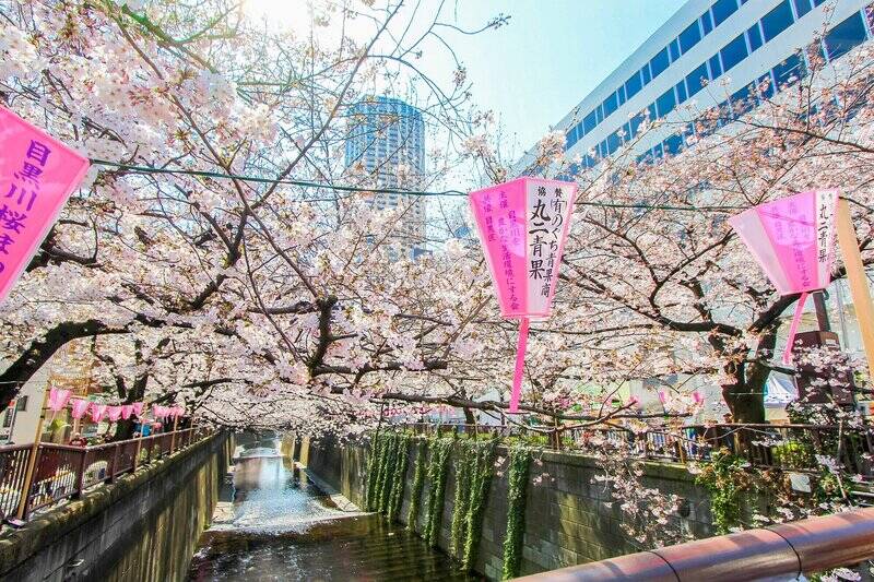 「目黒川」も徒歩圏内。暖かくなったら、花見をしながらお散歩でもいかがでしょうか？（徒歩５分）