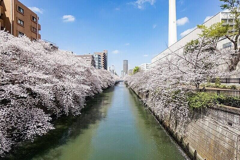 さらに桜の名所、目黒川もご近所。春になるのが待ち遠しい！