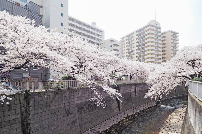 風呂上がり、ご近所の神田川沿いをお散歩するのも気持ちよさそう。（徒歩６分）