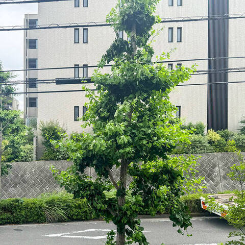 マイキャッスル梶ヶ谷Ⅲの室内写真