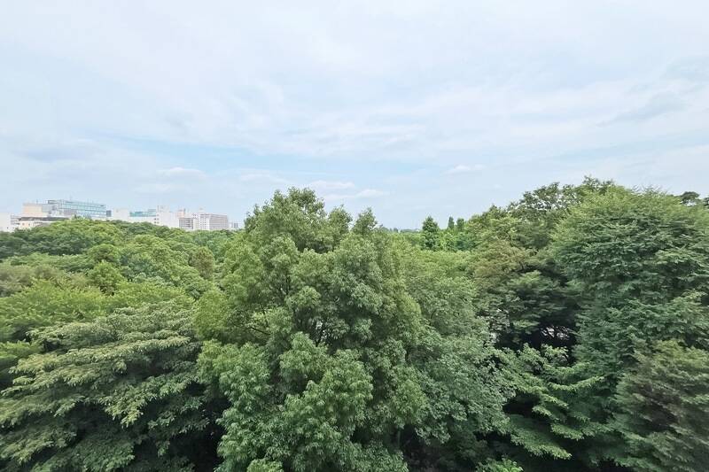 モリモリと育った「井の頭恩賜公園」のグリーンに癒される風景。奥には井の頭池があります。