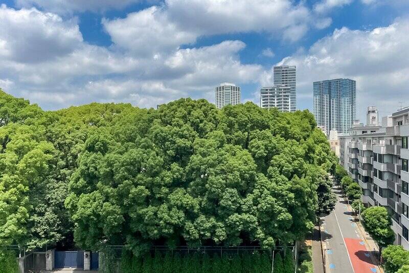 こんもりと茂ったグリーンと青空のコントラストが気持ちいいですね。