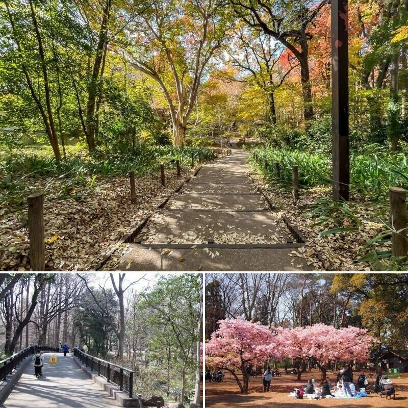物件のお隣は、12万㎡もの広さを誇る都会のオアシス「林試の森公園」（徒歩2分）。園内にはせせらぎが流れ、桜も種類豊富に植わっています。四季折々の表情を楽しめそうですね♡ 敷地を45分ほどでぐるっと一周できるので、愛犬とのお散歩コースにもよさそうです。