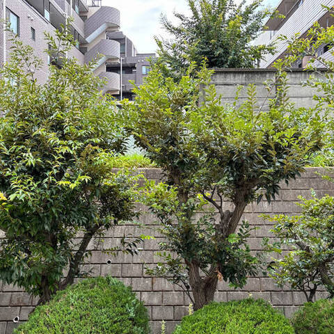 ワコー徳丸マンションの室内写真