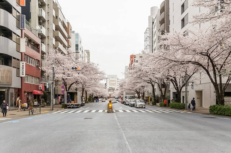 春には満開の桜が両側を彩る明治通り。今回ご紹介するマンションはこの裏手に建っています。