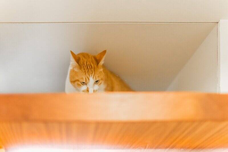 玄関上部の小窓からは、こんな感じで猫ちゃんが見送ってくれますよ。愛らしい姿に手を振って出かける日々を想像したら、胸がときめいてきました……！