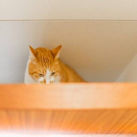 ベラビスタ信濃町のディティール写真