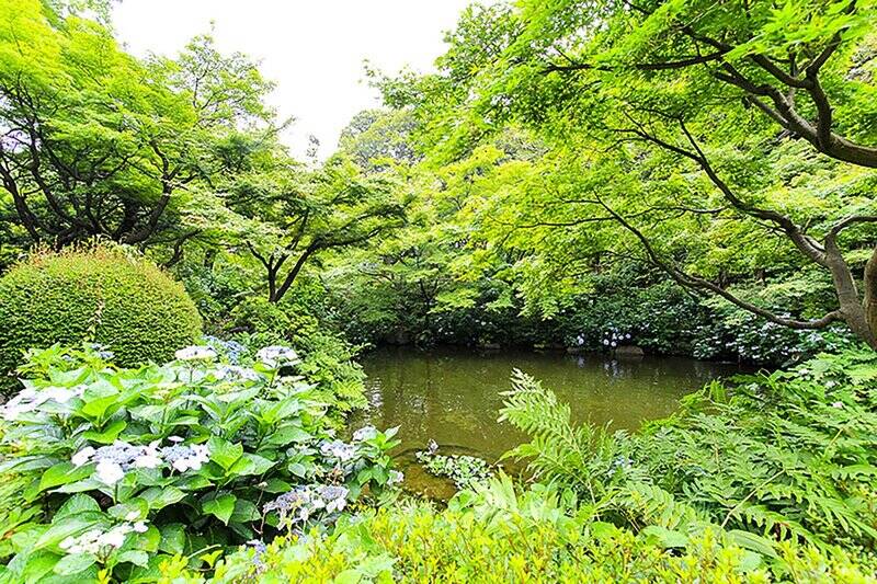 こちらは高低差を活かした池泉回遊式「池田山公園」（徒歩４分）。今回は江戸時代に大名屋敷が建ち並んだ高級住宅街 “城南五山” のひとつに数えられる『池田山』が舞台です。