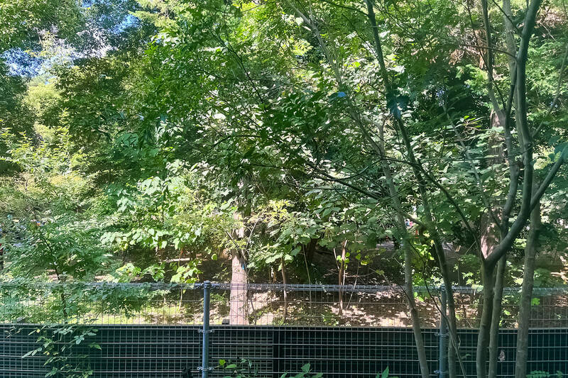 このグリーンは、お隣「林試の森公園」のもの。バルコニーはありませんが、手が届きそうな位置で自然を感じられますよ。