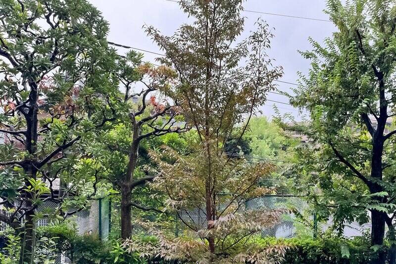 敷地内の植栽を望むグリーンビュー。高低差がある敷地に建っているため、目線が高く感じます。