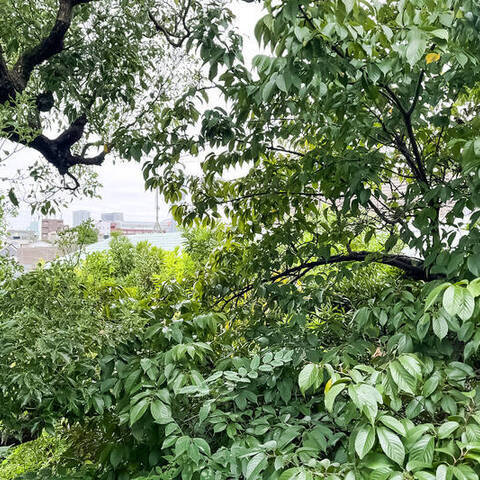 目黒ロイアルハイツの眺望・バルコニー写真