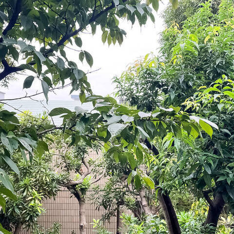 目黒ロイアルハイツの眺望・バルコニー写真