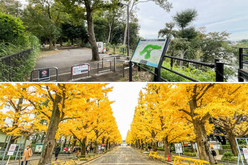 <b>上・</b>小高い丘にある自然豊かな「日吉の丘公園」。晴れの日は、敷地内にある富士見台から富士山も見られるのだとか。(徒歩3分)/<b>下・</b>「日吉」駅の東側に堂々と鎮座するのは名門校「慶應義塾大学 日吉キャンパス」。キャンパス内に続くイチョウ並木の紅葉はとっても綺麗ですよ。(徒歩9分)
