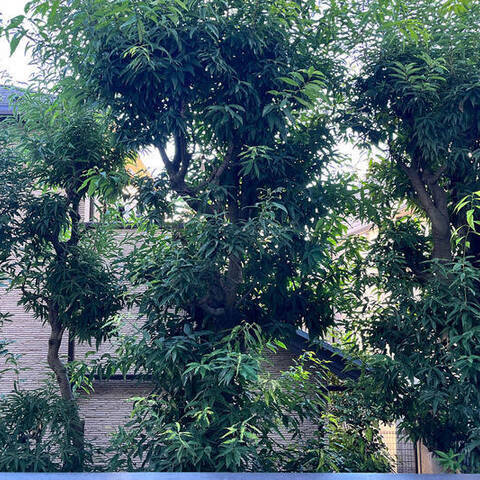 吉祥寺西パークホームズの室内写真