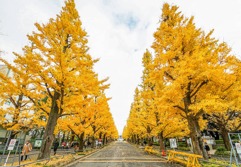 駅の東側に堂々と鎮座するのは名門校「慶應義塾大学 日吉キャンパス」。キャンパス内に続くイチョウ並木の紅葉はとっても綺麗ですよ。(徒歩9分)