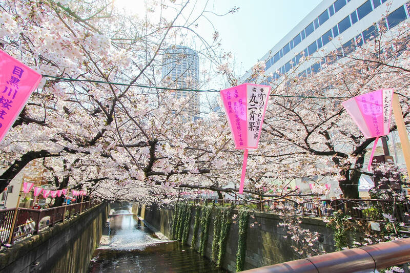 桜並木と目黒川の風景……そう、今回ご紹介する物件の最寄り駅は「<b>中目黒</b>」です!