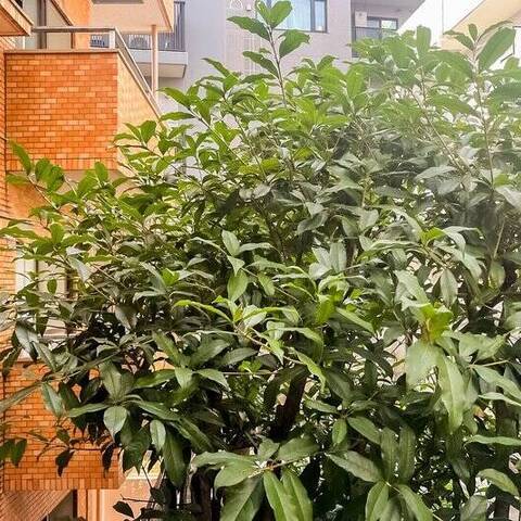 ライオンズマンション上目黒の眺望・バルコニー写真