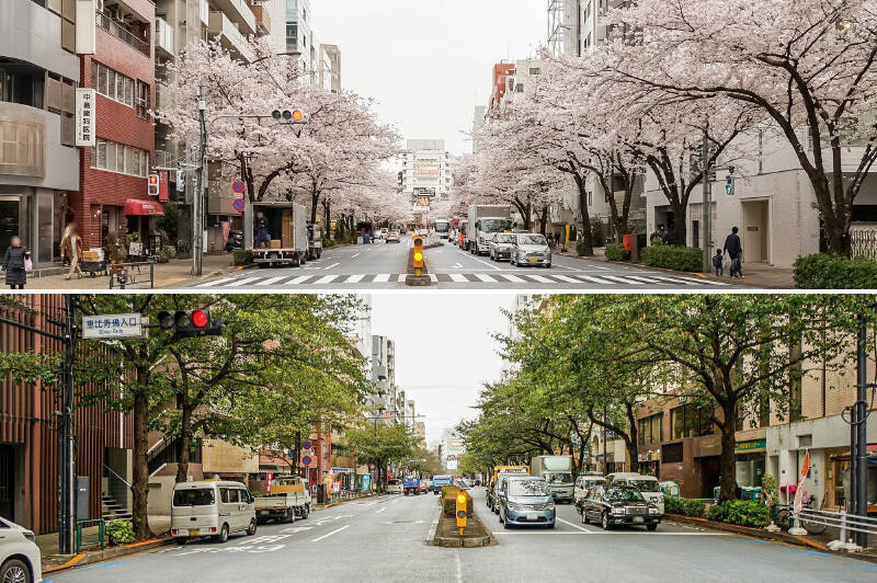 今回ご紹介するマンションは、「恵比寿」駅と「広尾」駅、いずれも徒歩9分という都心立地。新緑も桜の季節も美しい、ここ明治通りから1本入った静かな通りに面しています。