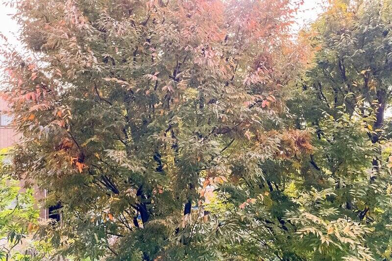 緑が近い！ LDKから紅葉が楽しめる距離感ですね♡