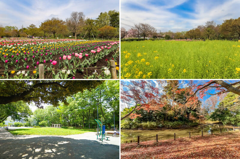 <b>上・</b>かつて文豪の邸宅だった「蘆花恒春園」では、四季折々の景色を楽しめます。アスレチック広場や<b>ドッグラン</b>もあり、日々のランニングコースや家族の憩いの場に最適ですよ。(徒歩10分)/<b>下・</b>「将軍池広場」は、名前にもなっている「将軍池」が敷地内にあり、水辺の散歩を楽しむことができます。(徒歩10分)