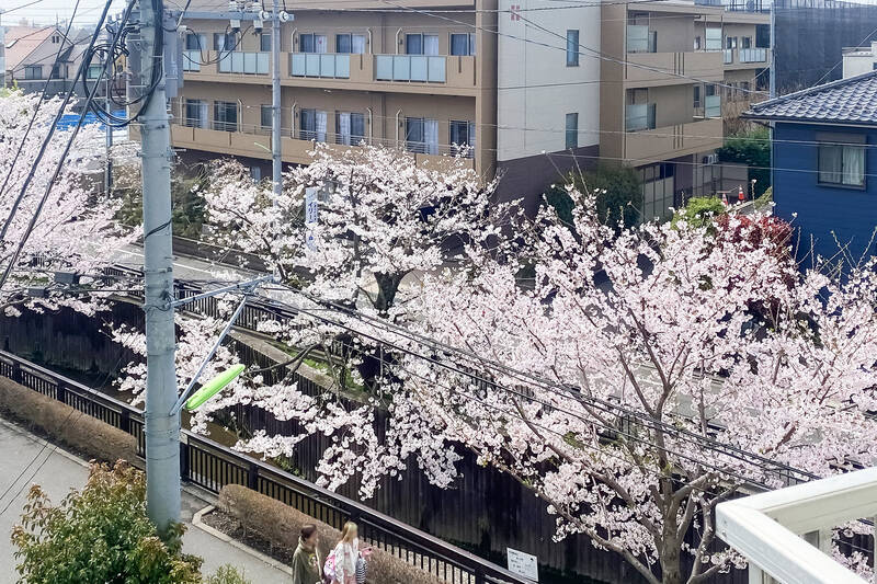 こちらは、売主さまにご提供いただいた桜の季節の写真。バルコニーからお花見気分を楽しめます。