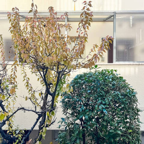 ピューイタケスズの室内写真