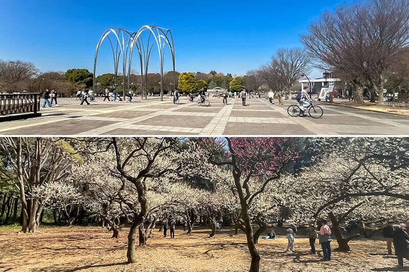 60万㎡もの敷地を誇る「光が丘公園」。園内には芝生広場やちびっこ広場、区立体育館に陸上競技場、デイキャンプ場まで幅広いスポットが用意されており、例年3月頃には梅林が見頃を迎えます。（徒歩15分）