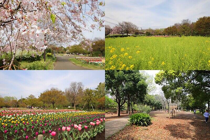 少し距離はありますが、「蘆花恒春園」もお散歩コースにおすすめ。自然豊かな園内では四季折々の景色を楽しめます。お子さま大喜びのアスレチックも、お犬さま大喜びのドッグランもあるので、家族の休日を過ごすのにぴったり。（徒歩22分）