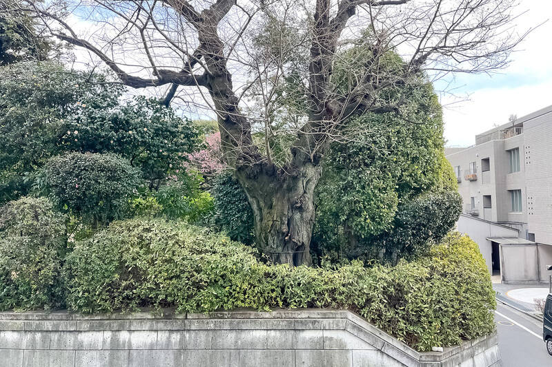 路地を挟んだお向かいは「出光文化福祉財団」。手入れの行き届いたお庭をこちらから側から楽しめます。