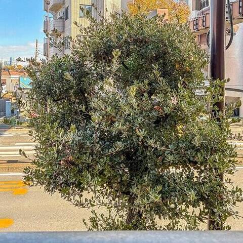 柿の木坂サニーハイツの眺望・バルコニー写真