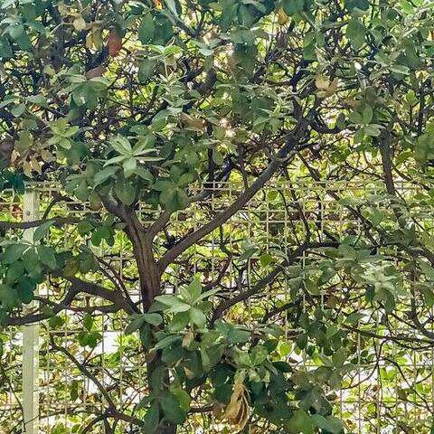 ソフィア学芸大学の眺望・バルコニー写真