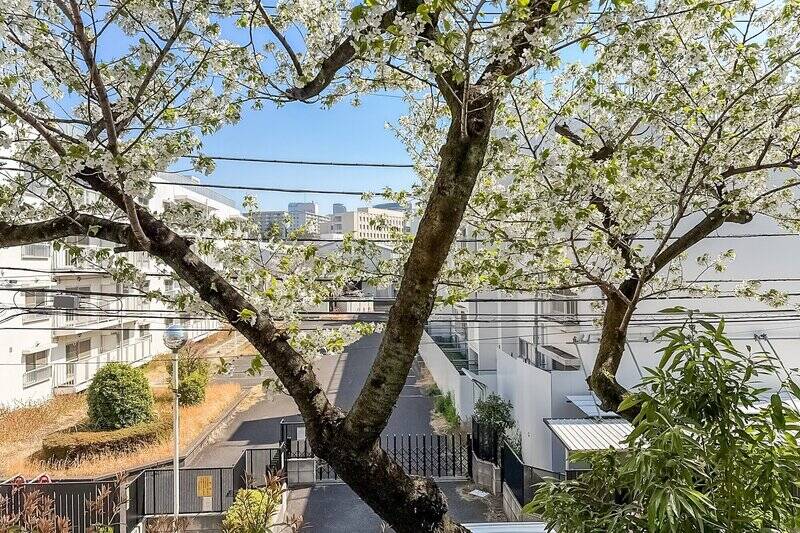 目の前に桜の木が〜〜!(歓喜)しかもちょうど抜けがあって空まで見えるではありませんか!