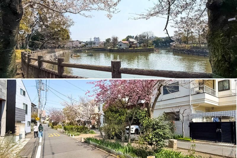 <b>上・</b>池を囲むように桜が配された「碑文谷公園」（徒歩10分）。ボートを漕ぎ出し空を眺めれば、しみじみこのエリアのよさを実感できそうです。／<b>下・</b>マンションから徒歩1分の「呑川柿の木坂支流緑道」もまた絶好のお花見スポット。
