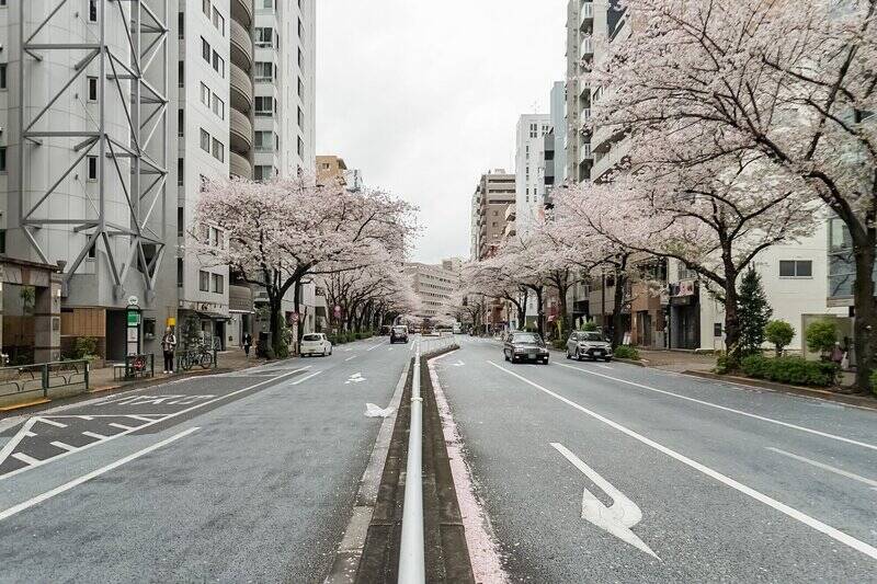 道の両側からやわらかく桜の枝が伸びる「明治通り」。その華やぎからふと、一本奥まった通りに入ると、今回のマンションが静かに佇んでいます。