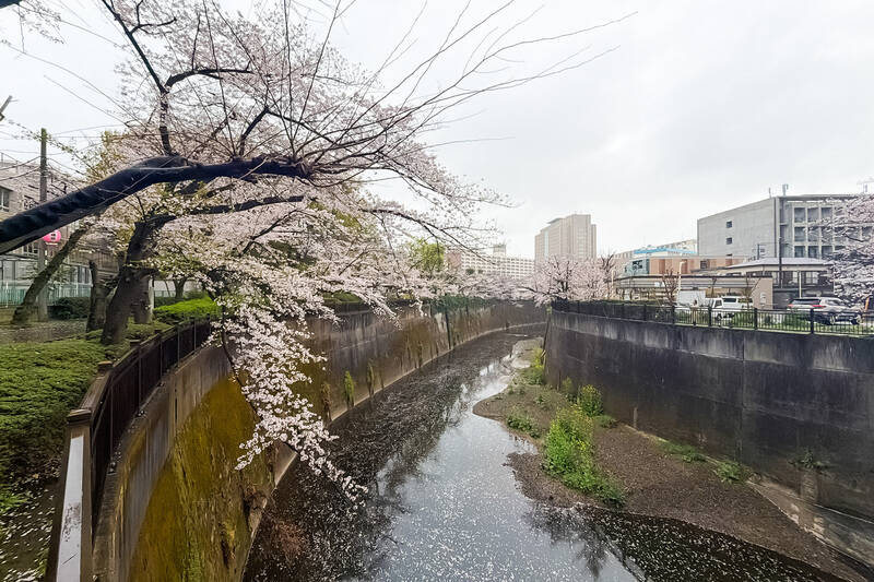 マンションのすぐ近くには、桜の木が目を惹く「石神井川」。取材日はお天気に恵まれず残念でしたが、近くでこの景色が広がるのはうれしいですね。川に沿うように続く緑道は、ジョギングやワンちゃんのお散歩におすすめ。（徒歩1分）
