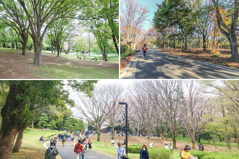 四季折々の表情を見せる「代々木公園」（徒歩8分）。園内はジョギングやサイクリングを楽しむ人、ドッグランを利用する人、ピクニックする人などが集い、みんなリラックスムードで思い思いの時間を過ごしています。