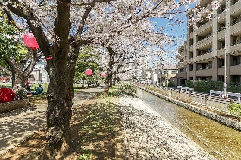 延長3.7km、都内最大の親水公園「仙台堀川公園」は、小川に沿って桜並木が続き、歩くたびに心がほどけるよう。緑が深まる季節もまた心地よいです。